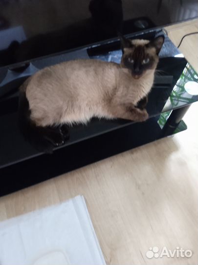 Продам сиамских котят