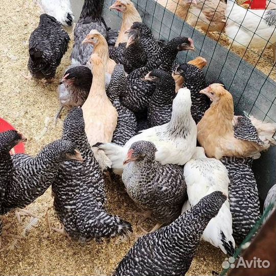 Куры молодки несушки