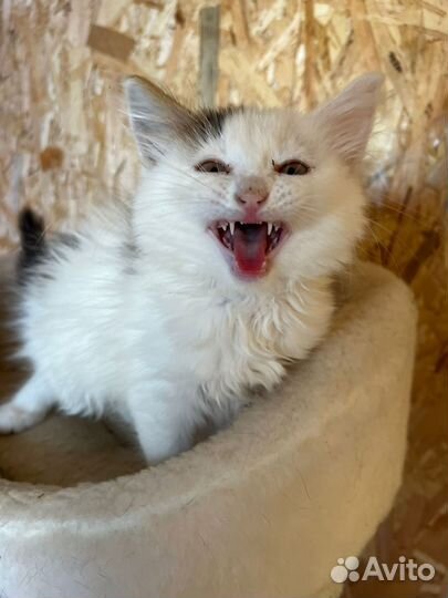 Маленький котик живет в приюте. Нужен дом