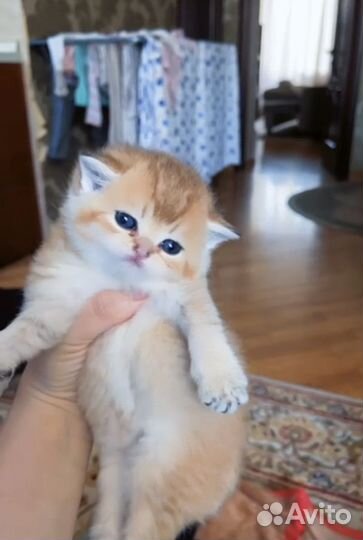 Золотые, серебро, голубая шиншиллы