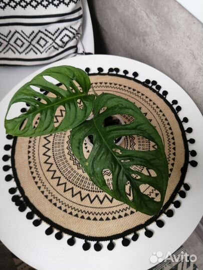 Монстера Манки Лиф