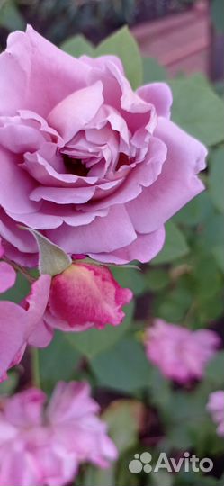 Роза Франция