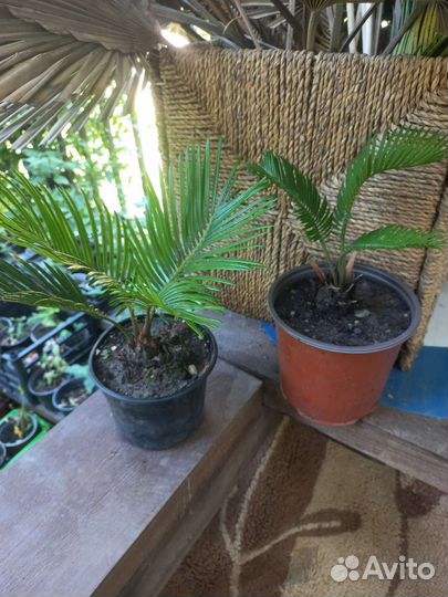 Саговая пальма,Цикас