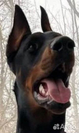 Передержка животных