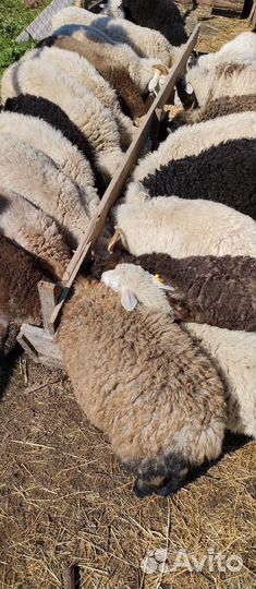 Продаются овцы баранчики