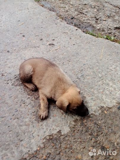 Щенок в добрые руки