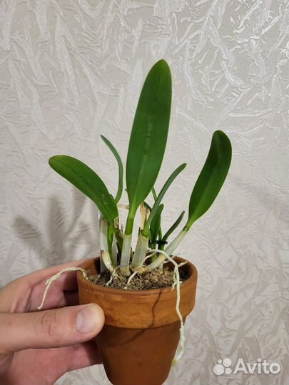 Продам мини орхидею (cattleya)