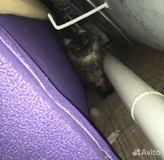 Кошка мышеловка