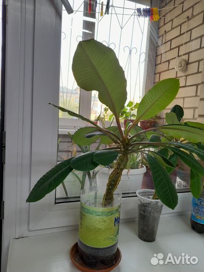 Молочай беложильчатый