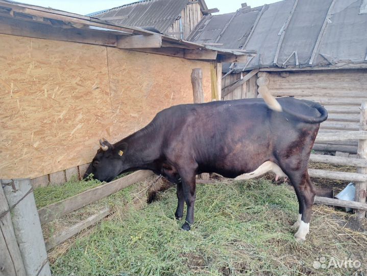Корова высокоудойная