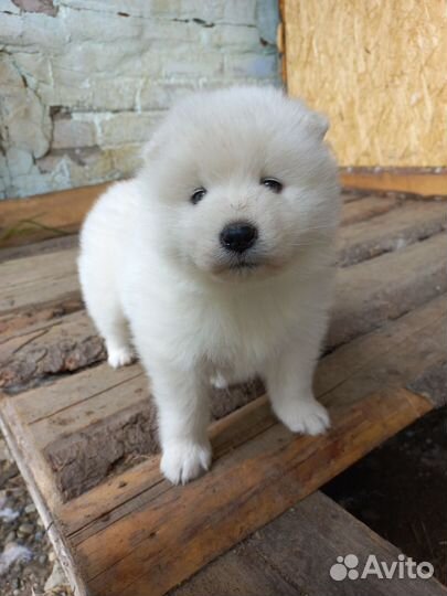 Самоедская лайка