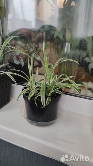 Хлорофитум (детки)