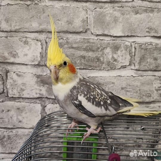 Попугай корелла с клеткой