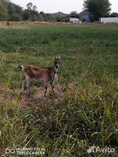 Козы дойные