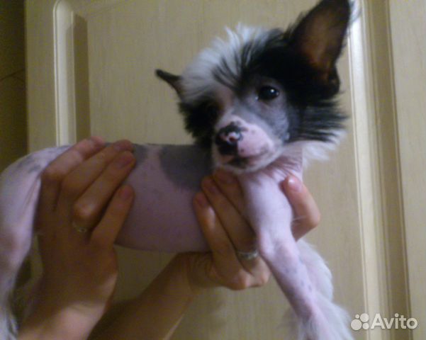 голая дочь и голый сын Лысые голые французские бульдоги мальчик и девочка доступны готовы пол... |  TikTok