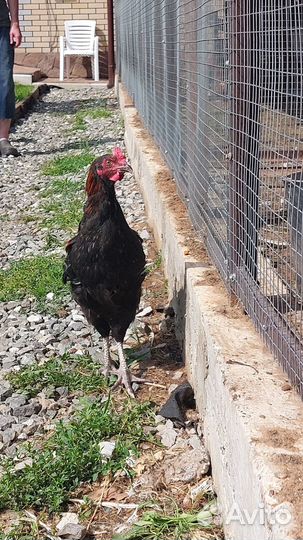 Молодые петухи