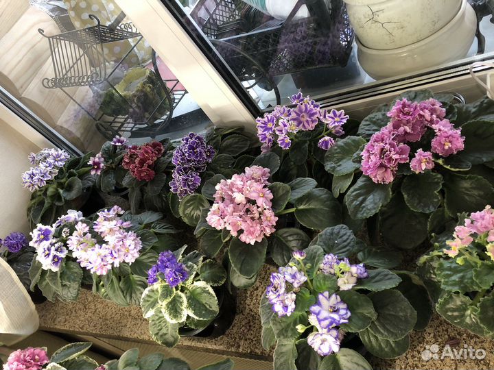 Фиалка сортовая