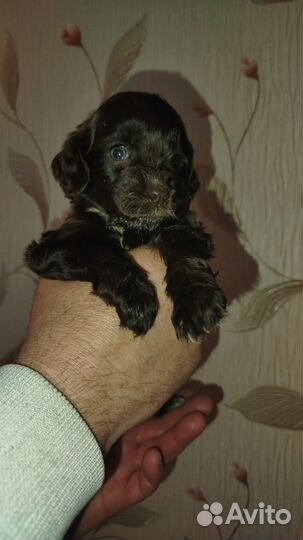 Спаниель щенки