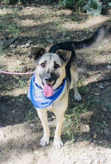 Собака Валя очень добрая и нежная из приюта