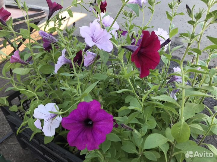 Петуния ампельная