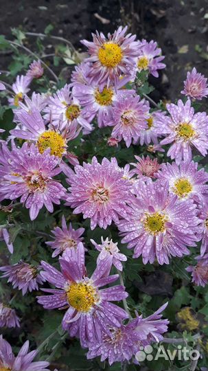 Дубки рассада