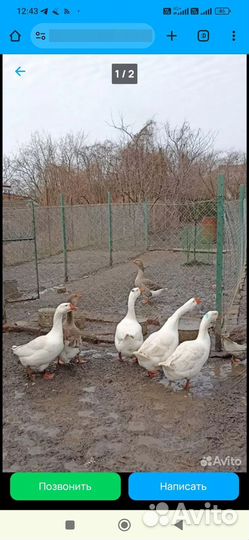 Продам живым весом