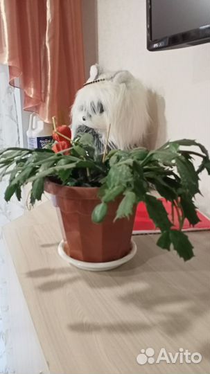 Декабрист шлюмбергера