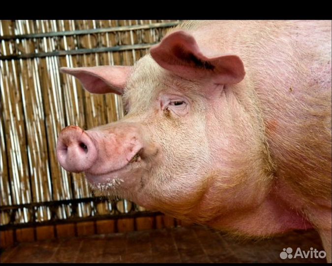 Хряки на мясо