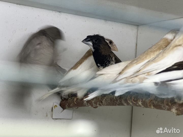 Японские амадины