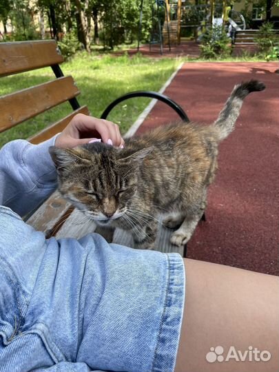 Кошечка в добрые руки