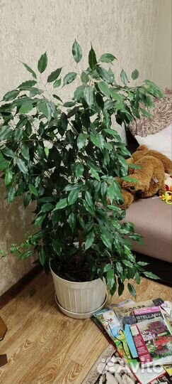 Фикус бенджамина