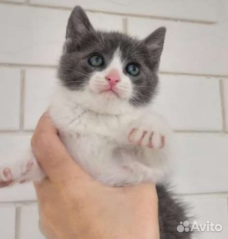 Красивые кото - дети в дар