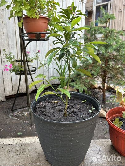 Комнатные растения