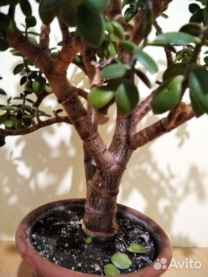 Толстянка, денежное дерево