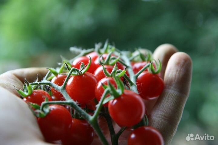Сборщики с проживанием г Усмань