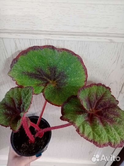 Бегонии декоративнолистные