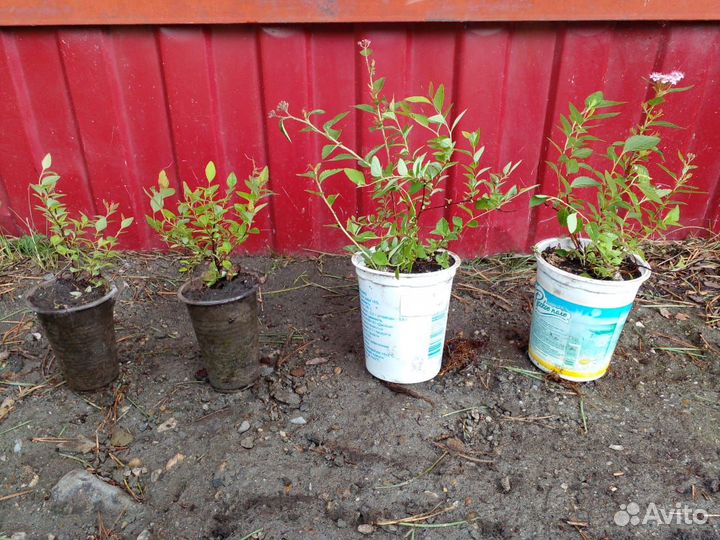 Спирея розовая шаровидная,хоста зеленая