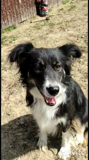 Собаки в дар в добрые руки