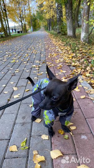 Вязка той-терьер