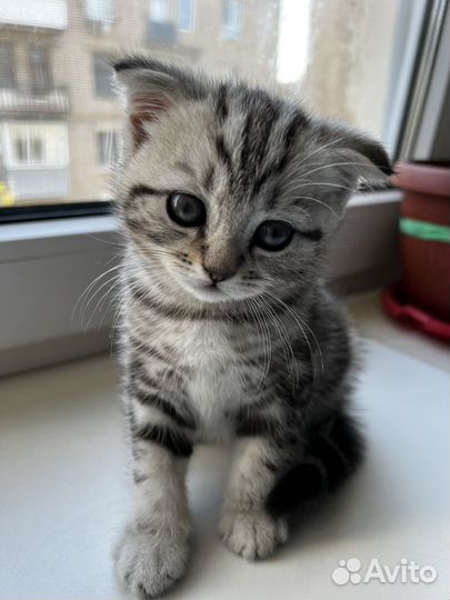 Шотландская вислоухая кошка
