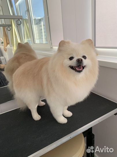 Груминг собак и кошек, УЗ чистка