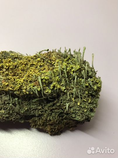 Кора с мхом