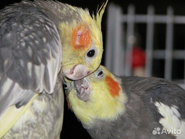 Попугай корелла пара