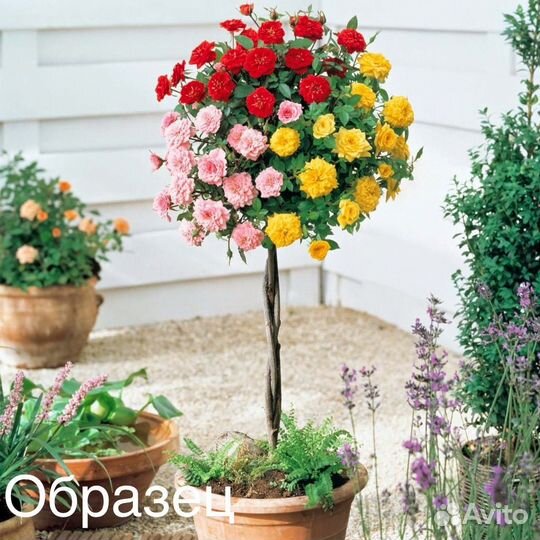 Роны на штамбе