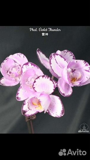 Орхидея пелор