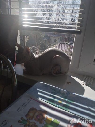 Сфинкс вязка