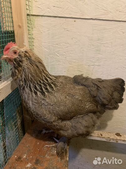 Инкубационное яйцо Фавероль