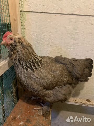 Инкубационное яйцо Фавероль