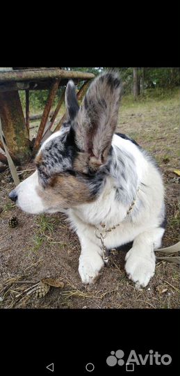 Вязка.Вельш корги кардиган