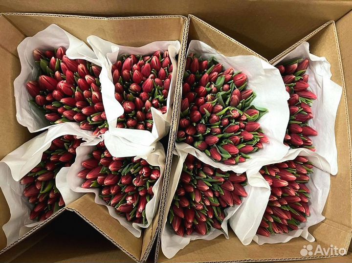 Оптом тюльпаны